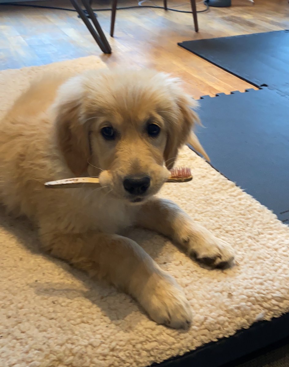 Chiot golden retriever couché avec une brosse dans la gueule