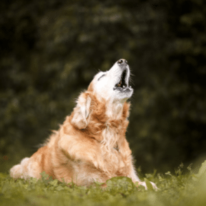 camidogs le langage du chien