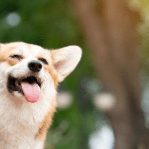 camidogs le langage du chien